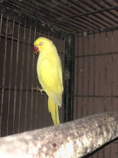 yellow 2 male suncnore female