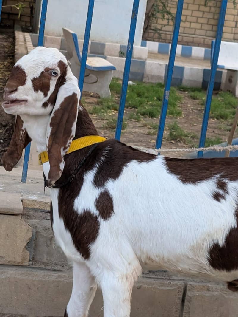 bakra 0