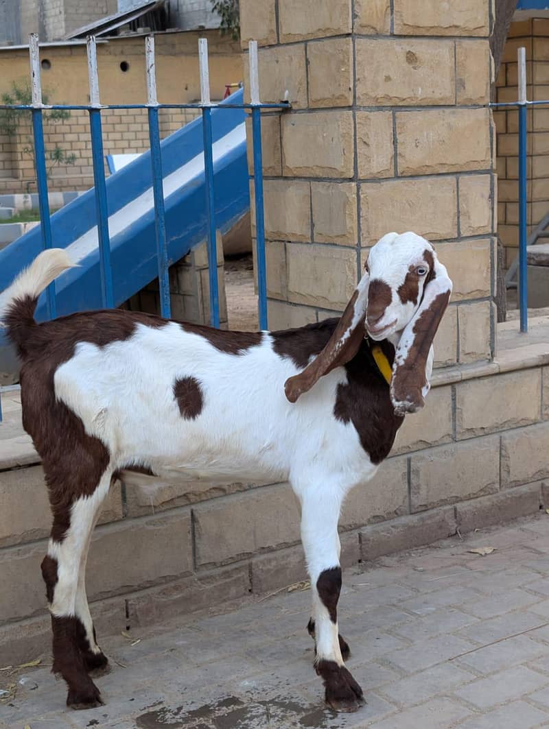 bakra 1