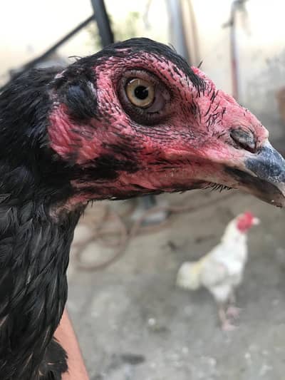 Aseel thai /Aseel mainwali