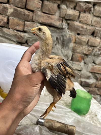 3 Aseel chick