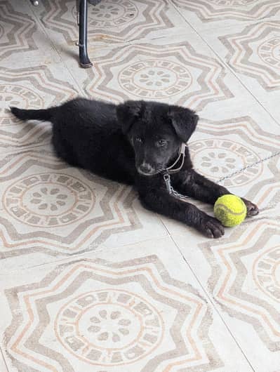Labrador puppy all black