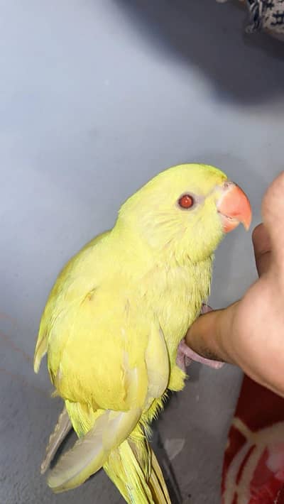 yellow parrot for sale