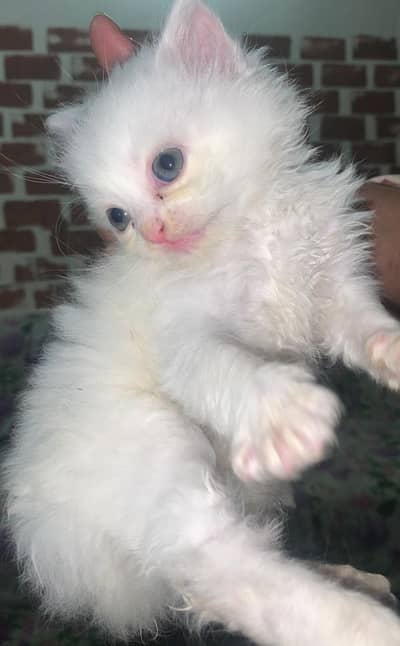 Persian kittens triple coated