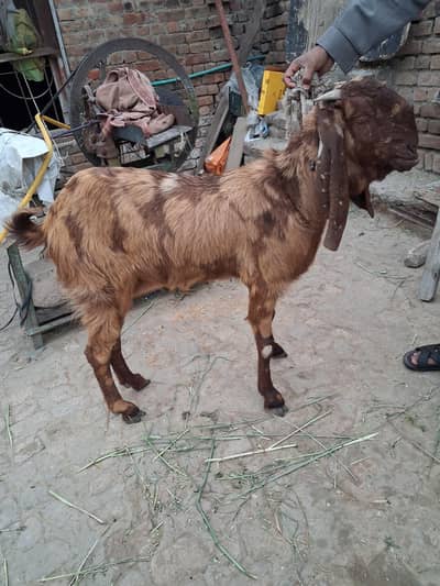 Shera bital second time 2 month ghabban