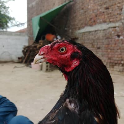 بہترین ترکش