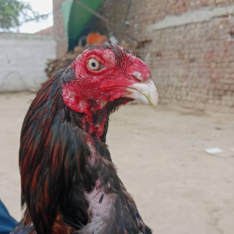 بہترین ترکش 1