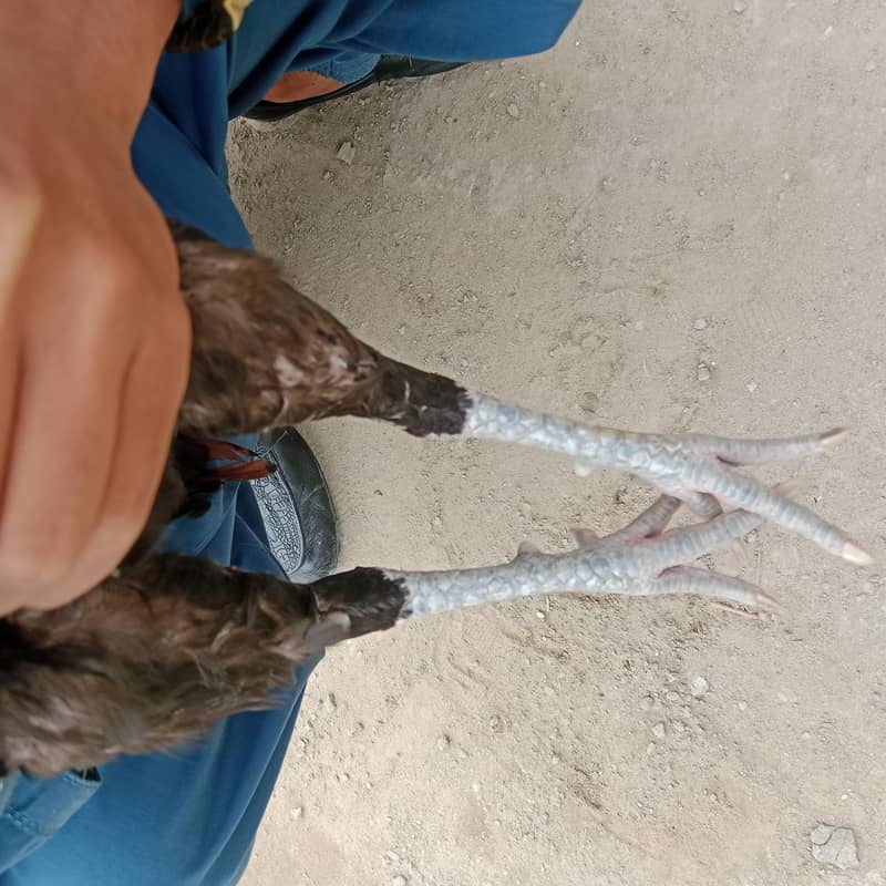 بہترین ترکش 2