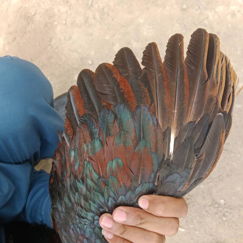 بہترین ترکش 3