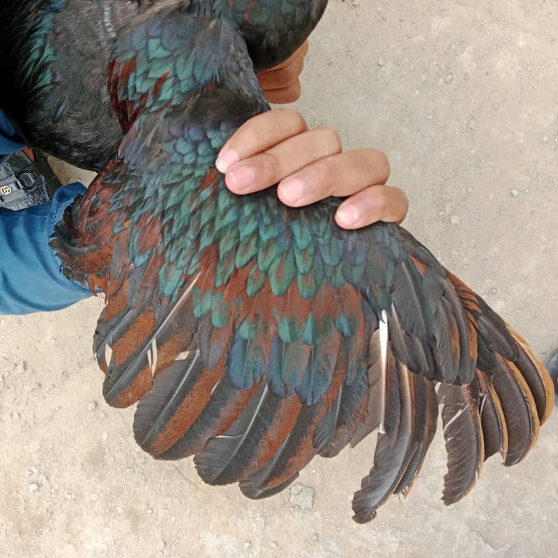 بہترین ترکش 4