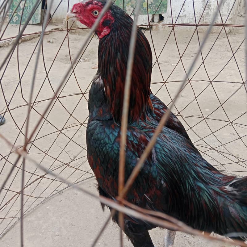 بہترین ترکش 5