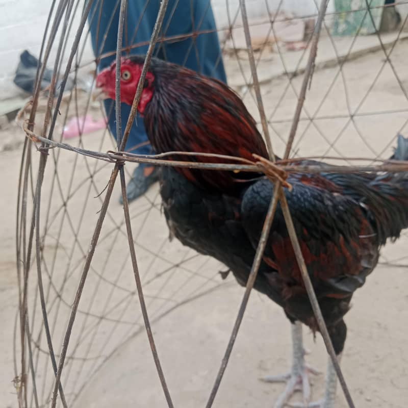 بہترین ترکش 6