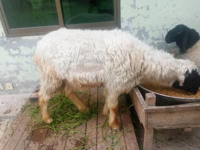 2chatry for sale ghr k paly han dono