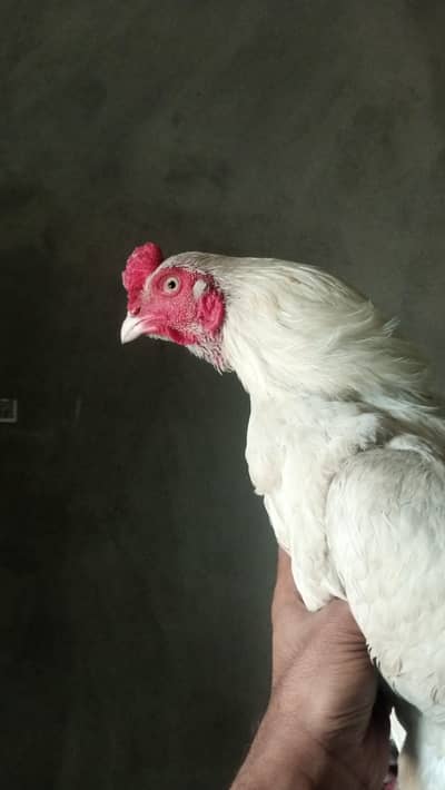 murgi eggs dy rahi ha boht payara pair ha 03016202377