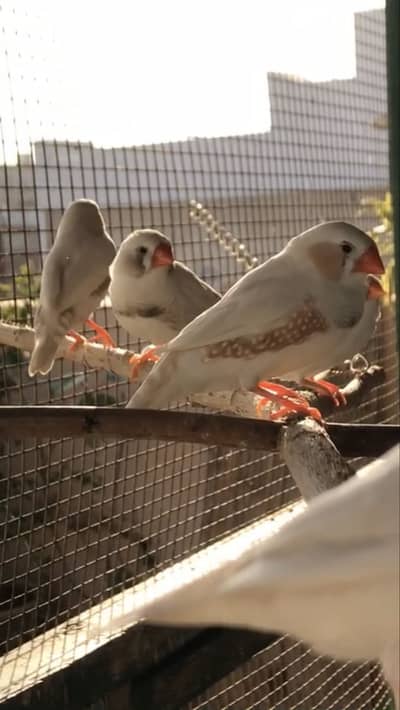 Zebra finch (breeder pairs)