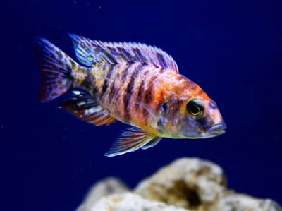 African Malavi Cichlids