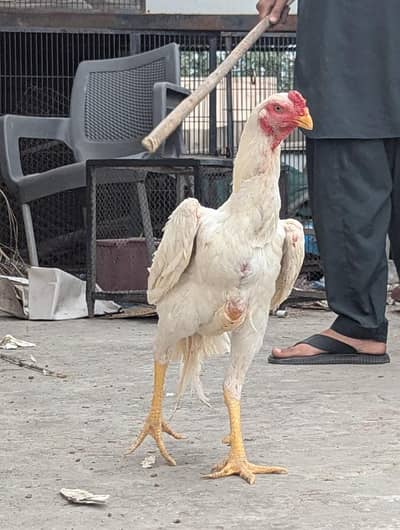 White and black king shamo females and male for sale