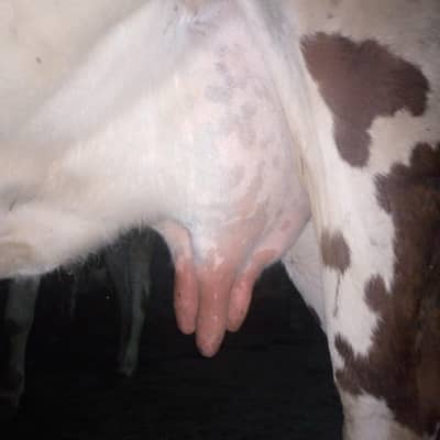 tazi cow for sale in Rawalpindi