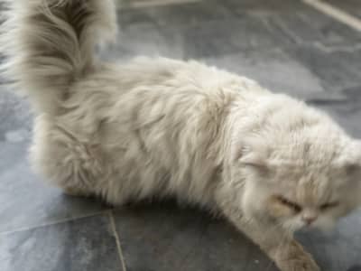 Persian Male Cat for sale