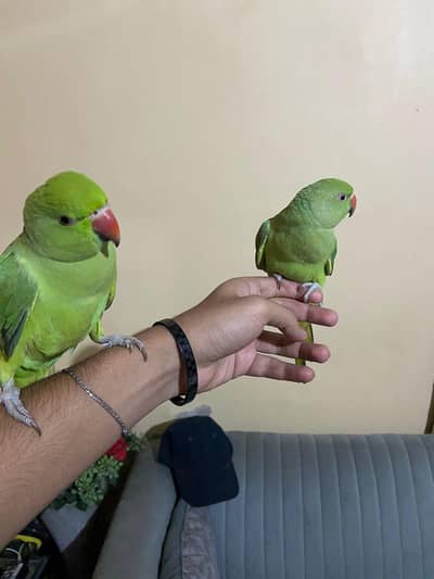 tamed green ringneck