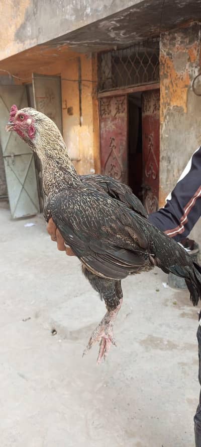 Madi pure Pakistani he