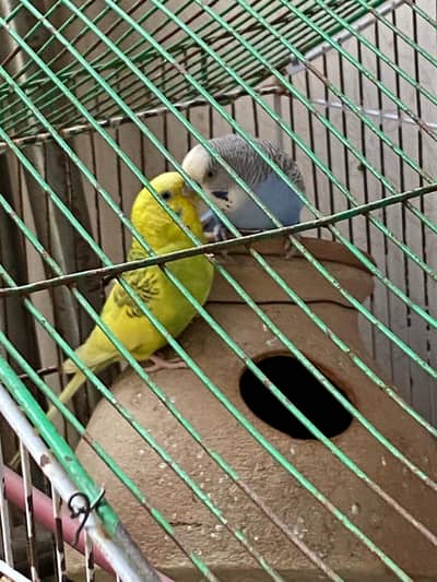 Budgies lotino Australian cage for sale