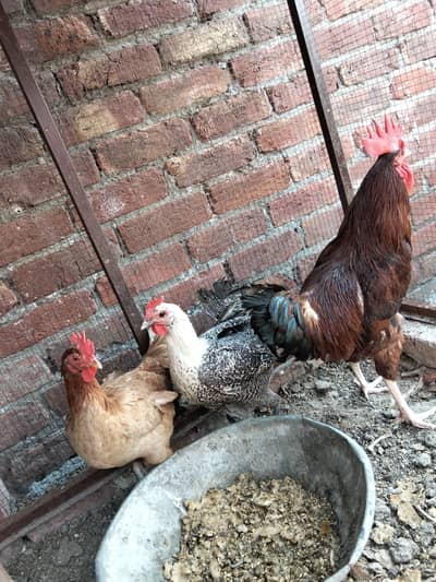 Eggs Laying Hens |  2 Murgiyaan 1 Murgaa