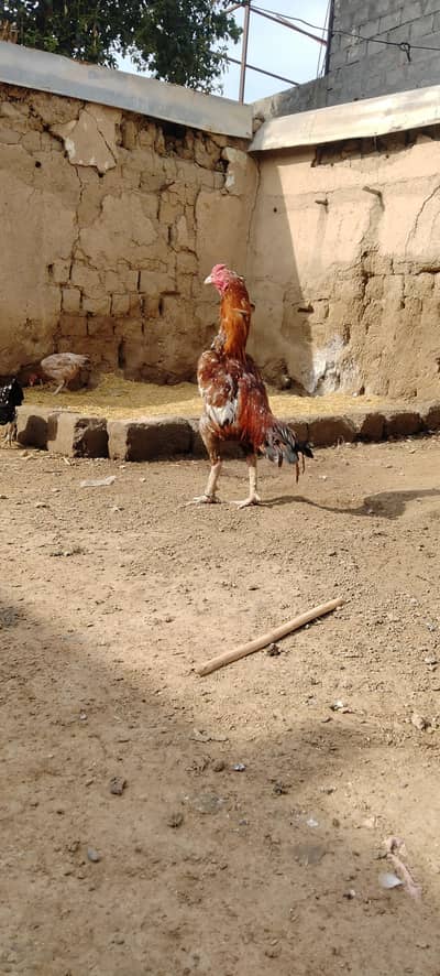 Sindhi aseel For sale