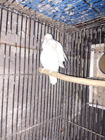 love Bird albino red eye parrot
