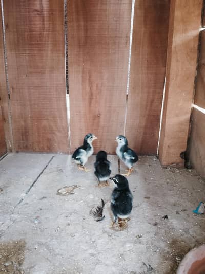 1 murgi or 4 chicks murgi age 12 months