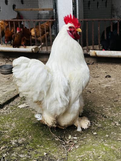 White Buff Pair - Male 7 month Female 3.5 month