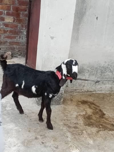 full active and helthi