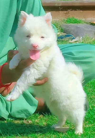 Russian male dog / pink nose puppy / Russian male puppy for sale