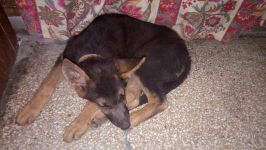 Double coat German shepherd