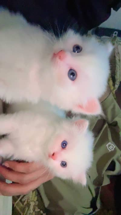 Persion kitten triple coats