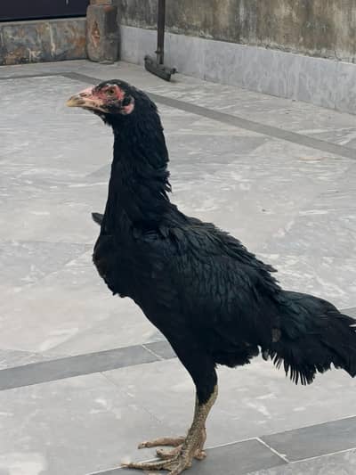 aseel hen healthy and active