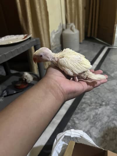 Creamino chick for sale