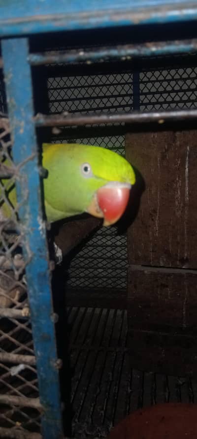 Male female pair of parrot
