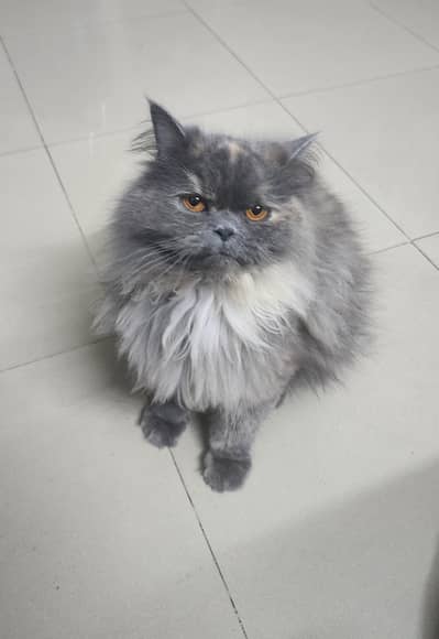 Persian Female Tripple Coat