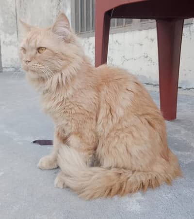 Persion Cat Male For Sale Demand: 8000