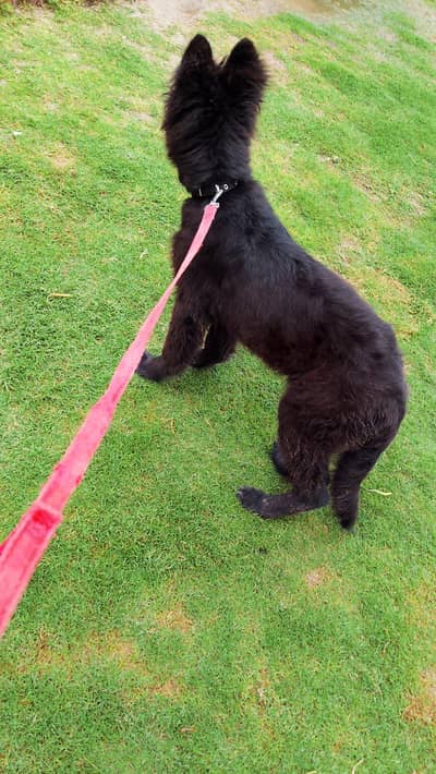 black German shepherd puppy available for new home