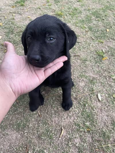 American Labrador female available for new home