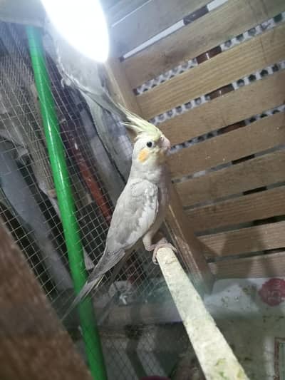Cocktail Parrot's Or Australian Parrots For Sale