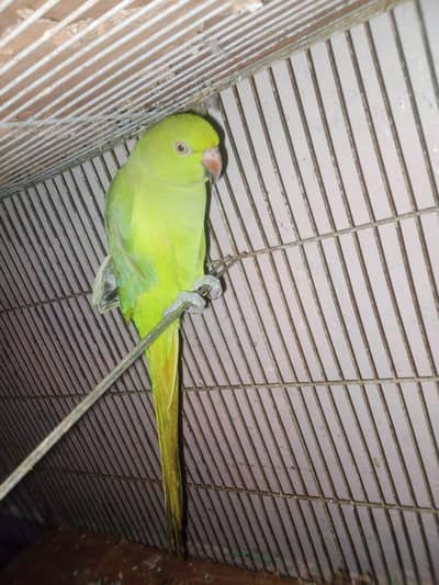 ring neck parrot for sale