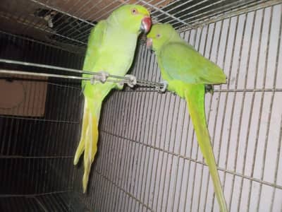 ring neck parrot  for sale urgent sale