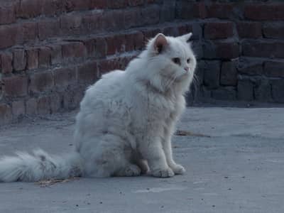 Persian Cat | Fluffy