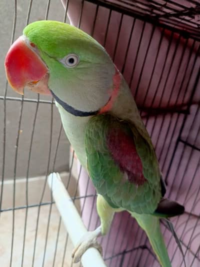 Talking parrot for sale