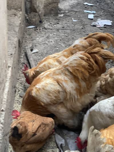 Golden buff hen for sell
