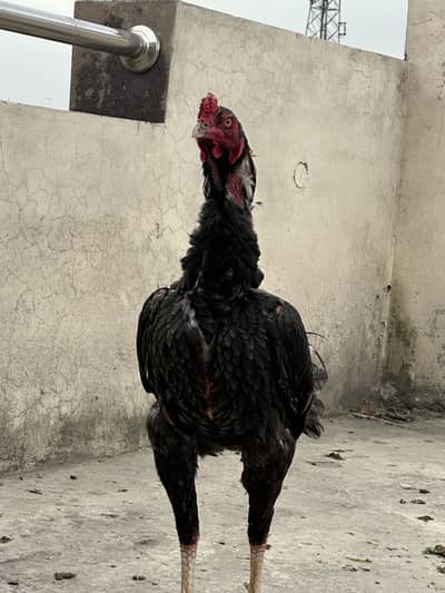 Indian rampuri Aseel