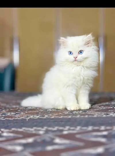 Persian cat for sale my WhatsApp number  0370-36-59-905